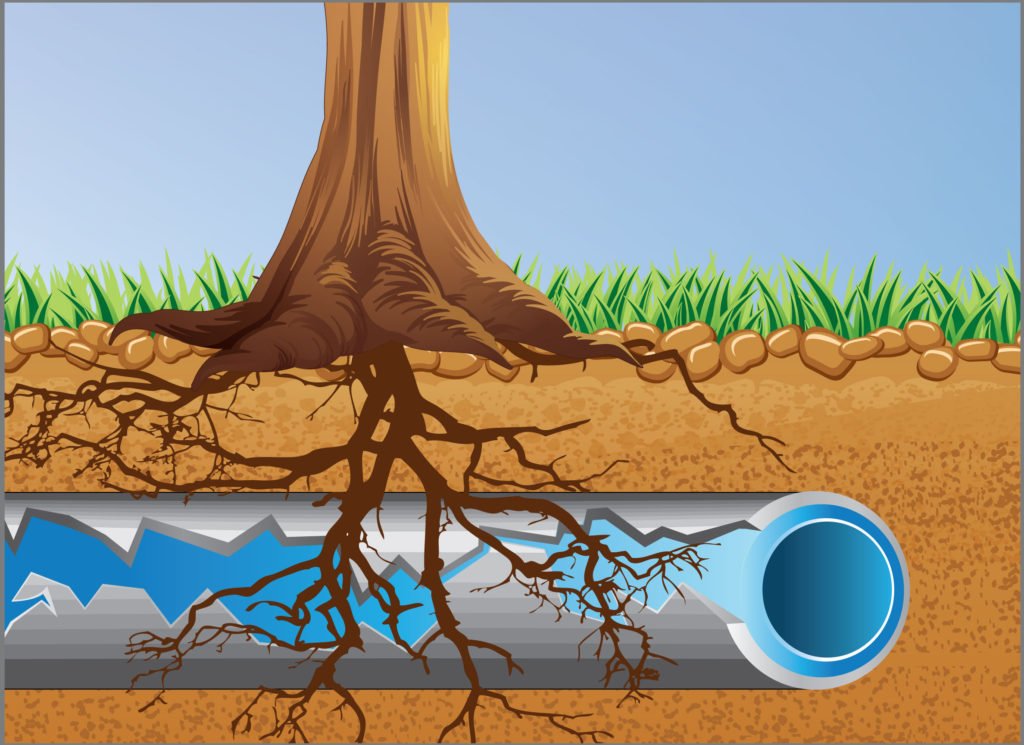 Illustration of tree roots underground breaking and infiltrating a pipe causing it to crack.