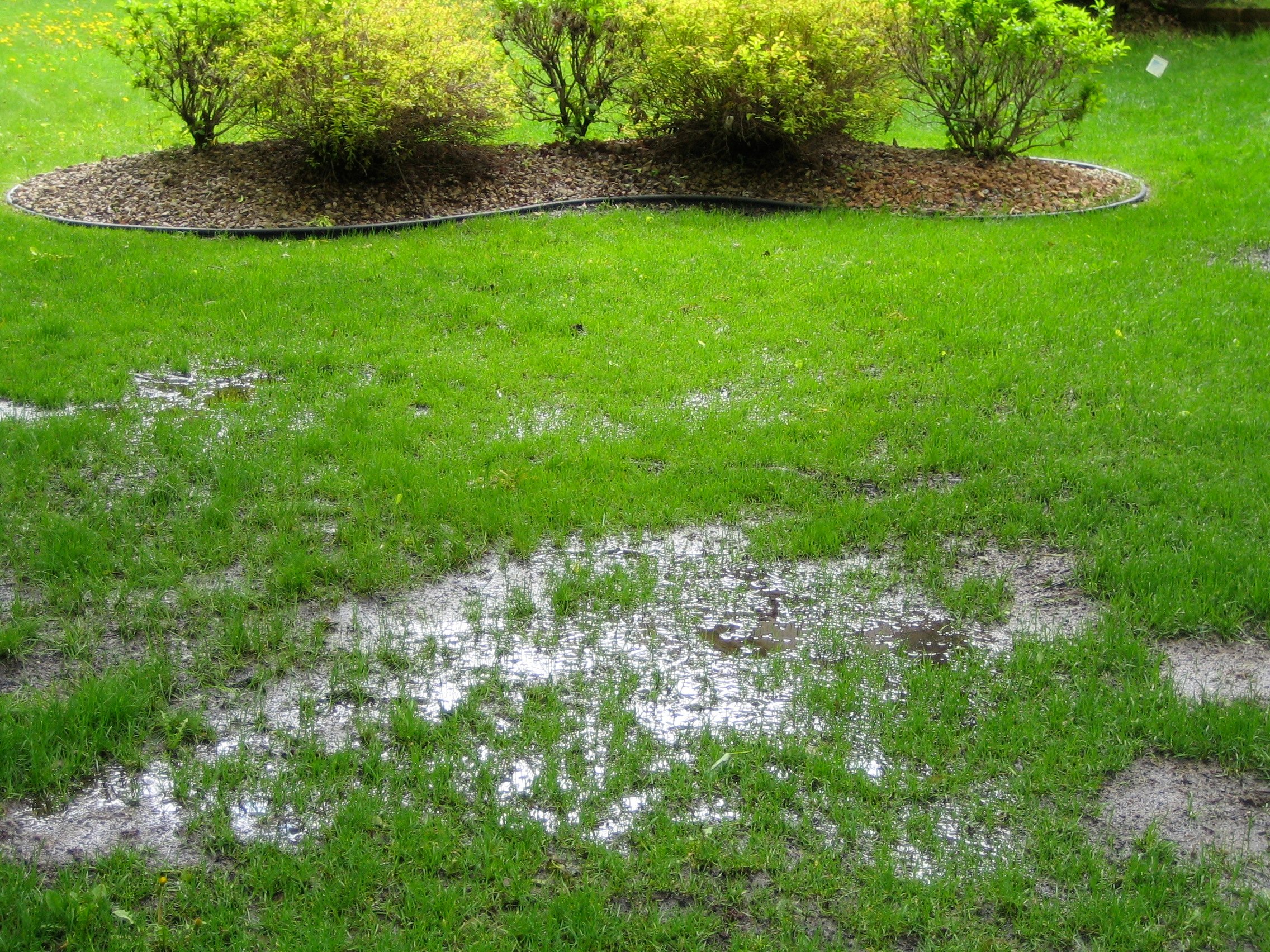 A patch of green grass with standing water and puddles after rainfall, with shrubbery in the background.