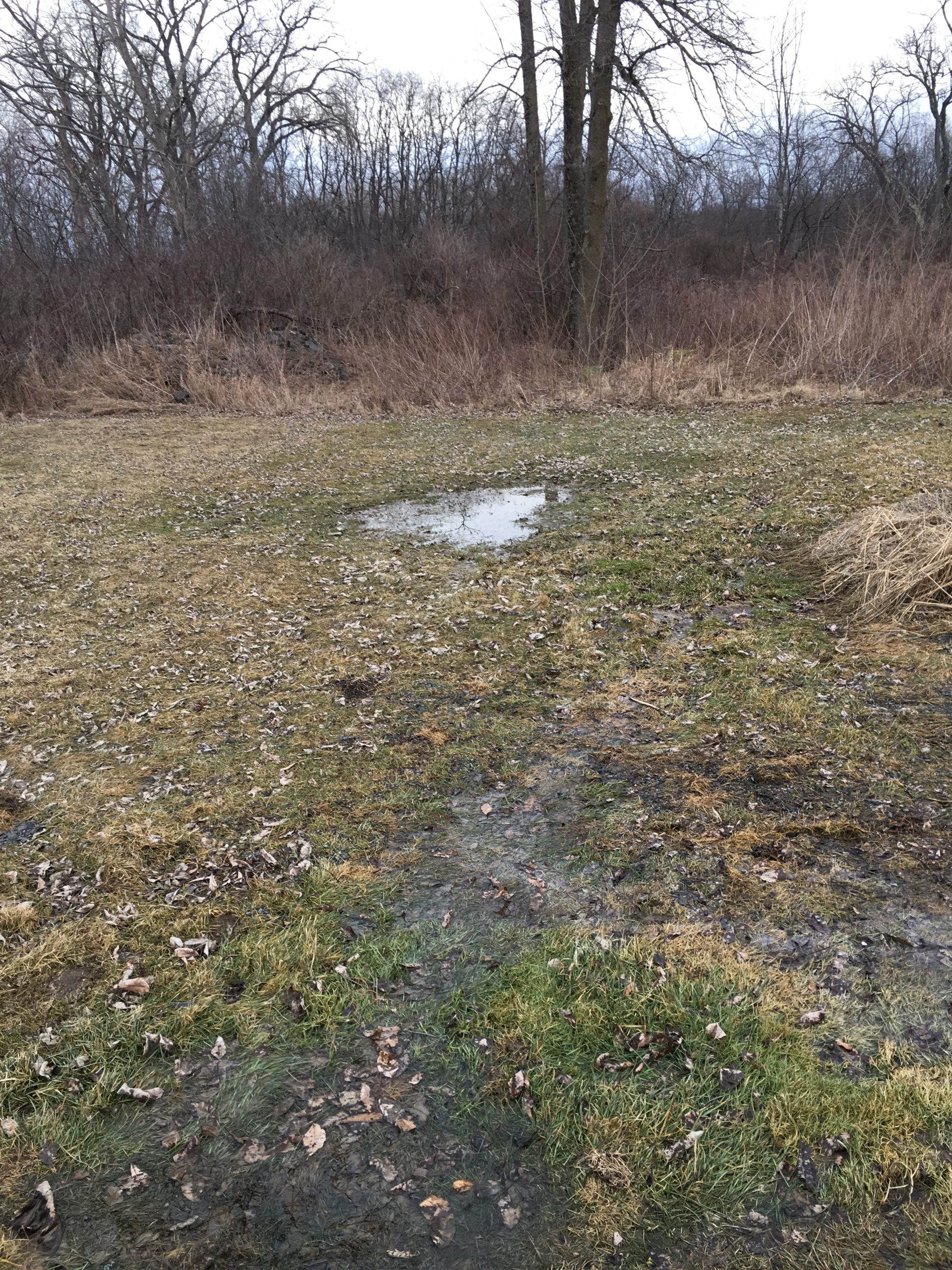 A grassy area with several puddles of water, surrounded by leafless trees and dried vegetation.